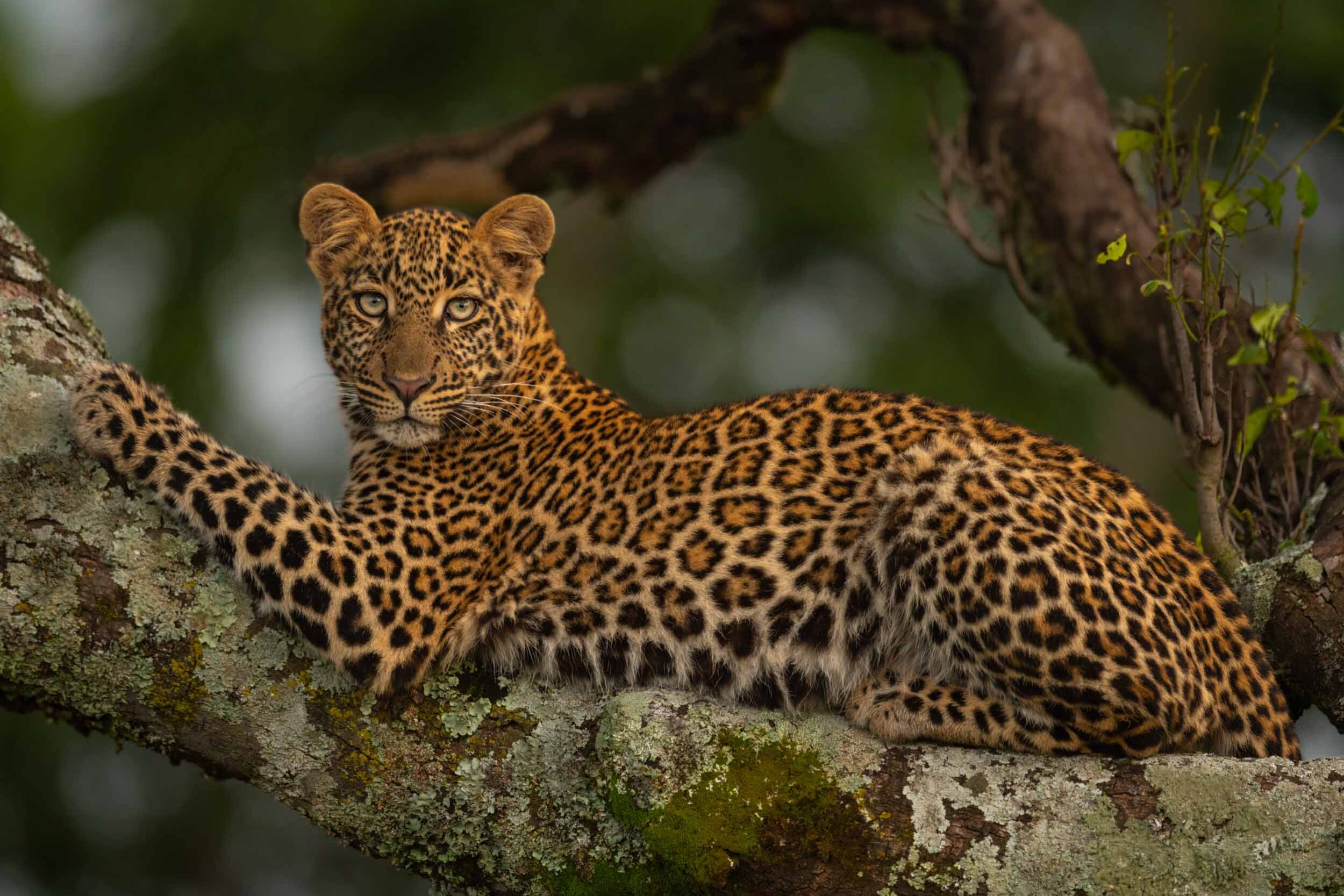 Leopard facts — Nick Dale Photography
